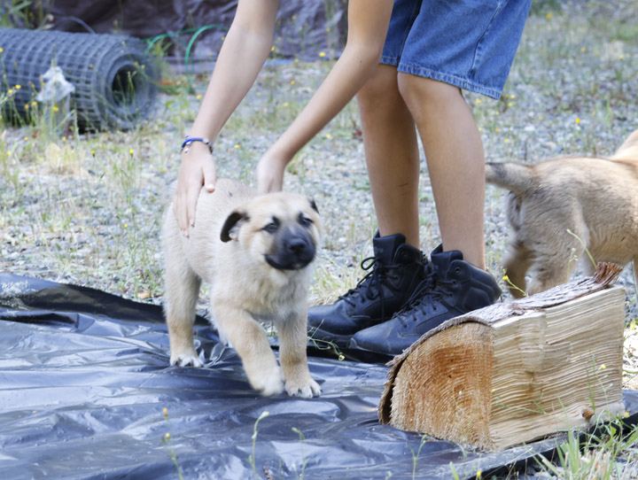 chinook dog